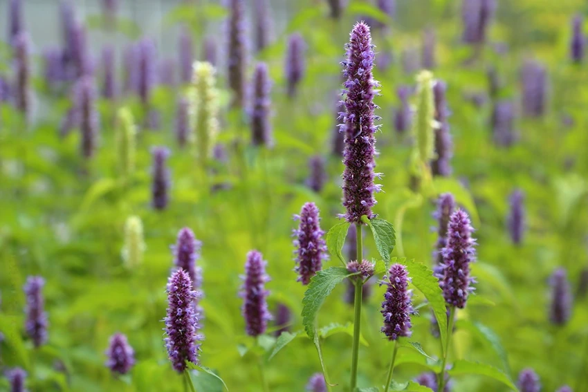 Varieties of Agastache to Grow