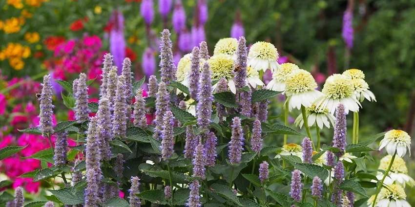 Mastering the Art of Growing Agastache: A Comprehensive Guide