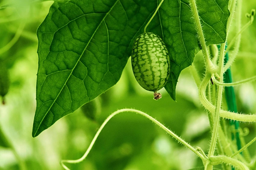 How to Grow Cucamelons