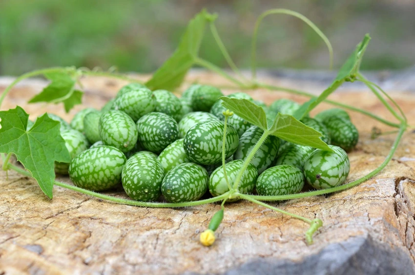 How to Harvest Cucamelons