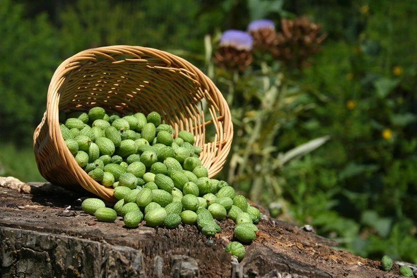 Growing Cucamelons: Problem Solving