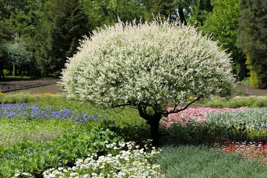 How to Grow the Flamingo Tree