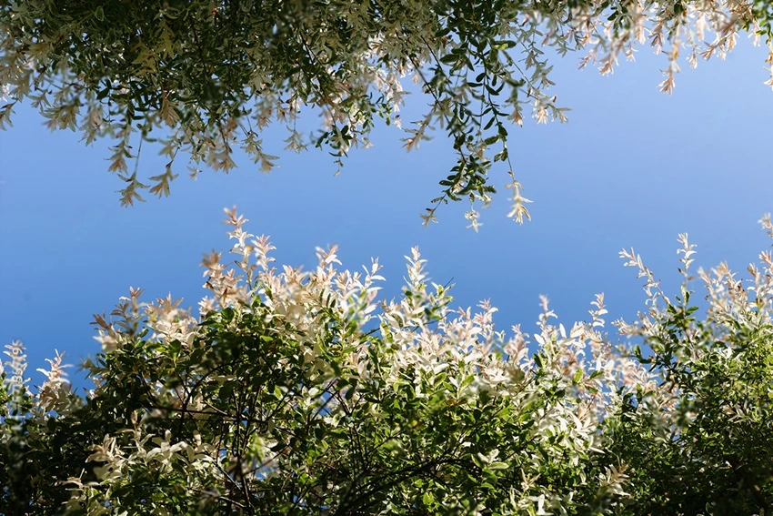 Caring for the Flamingo Tree