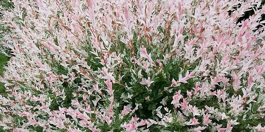 Understanding and Planting the Flamingo Tree