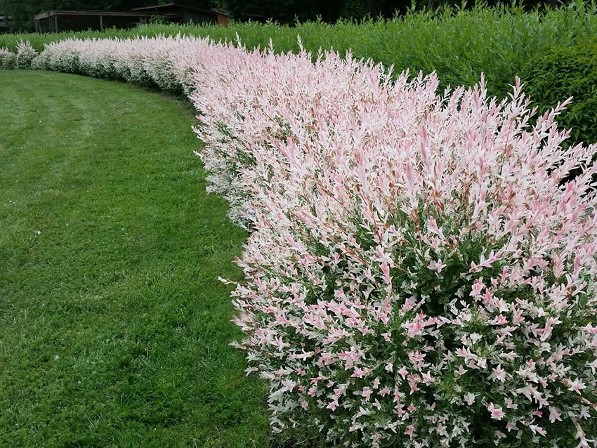 Varieties of Flamingo Trees to Grow