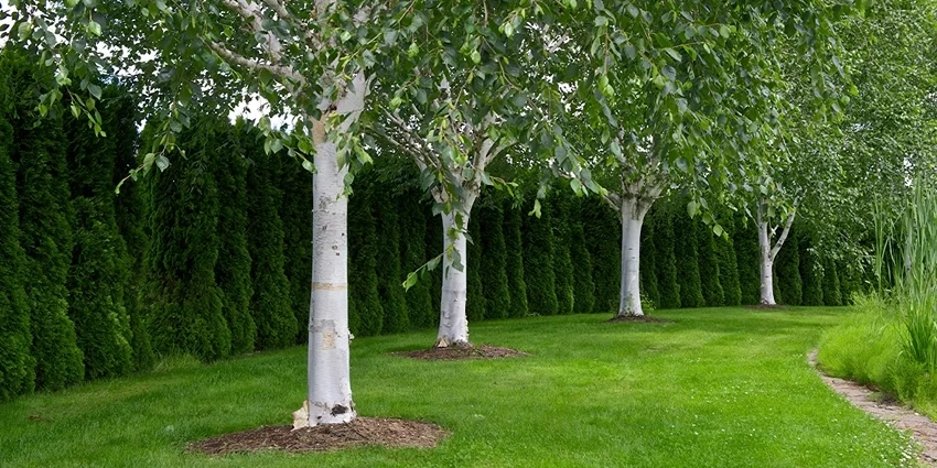 How to Grow Himalayan Birch: A Gardener's Guide to Cultivating the Majestic Tree