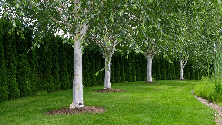 How to Grow Himalayan Birch: A Gardener's Guide to Cultivating the Majestic Tree