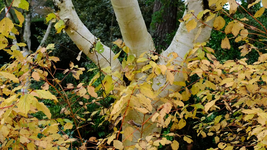 Watering and Feeding Himalayan Birch