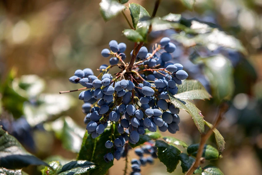 How to Grow Honeyberries