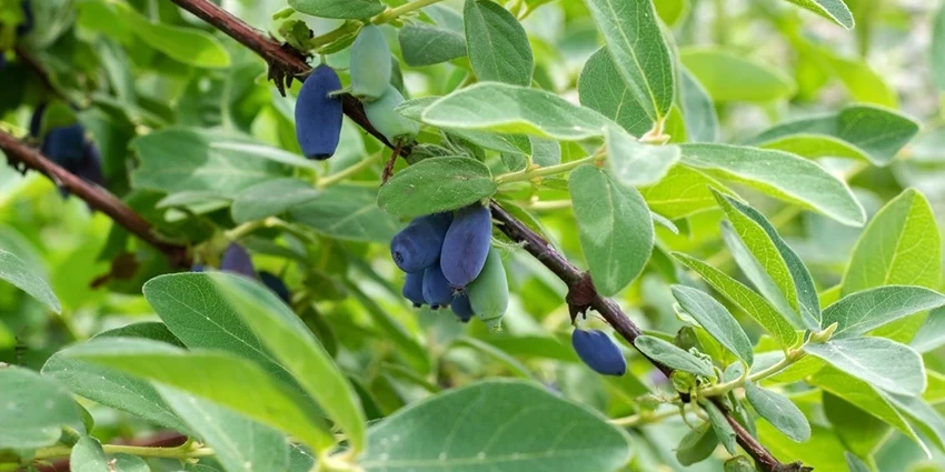 Growing Honeyberries: An In-Depth Guide for Enthusiasts