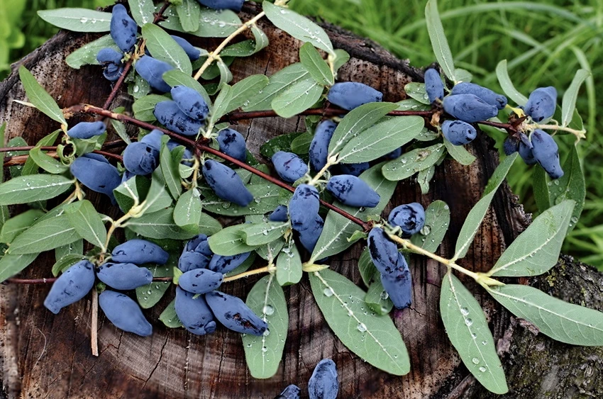 How to Plant Honeyberries