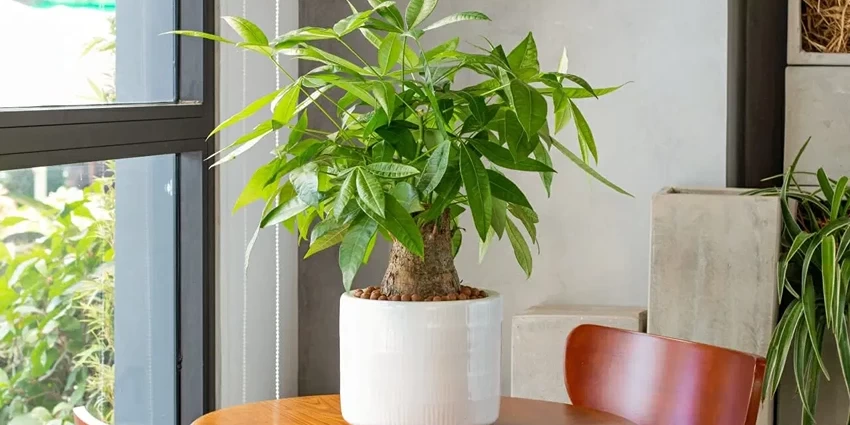 Pachira Aquatica: A Guide to Cultivating the Money Tree