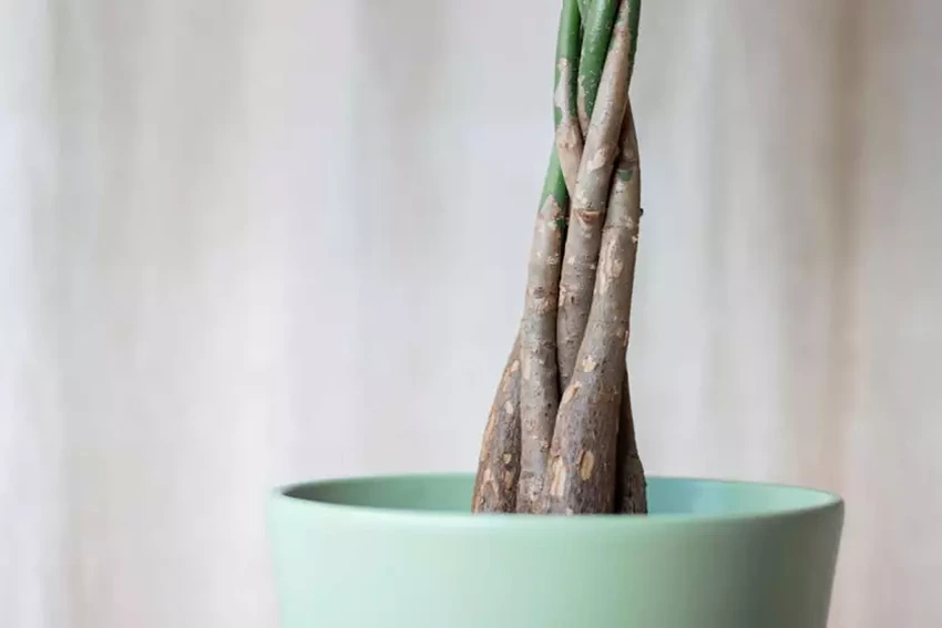 How to Grow Pachira Aquatica
