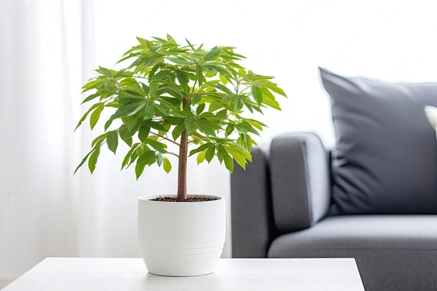 How to Propagate Pachira Aquatica