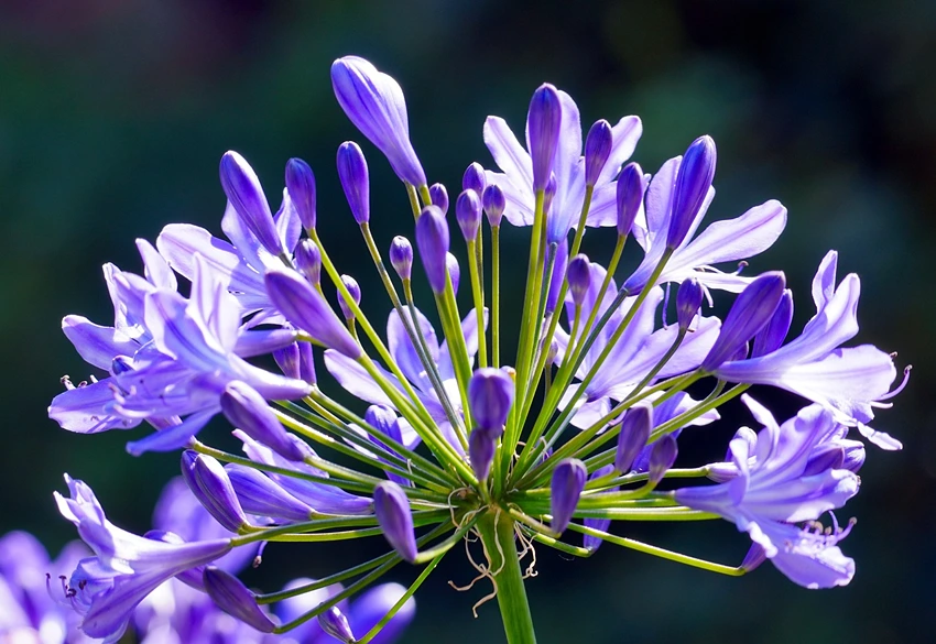 Where to Grow Agapanthus