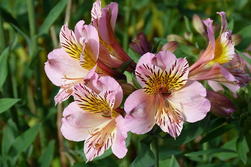 Introduction to Alstroemeria Flowers