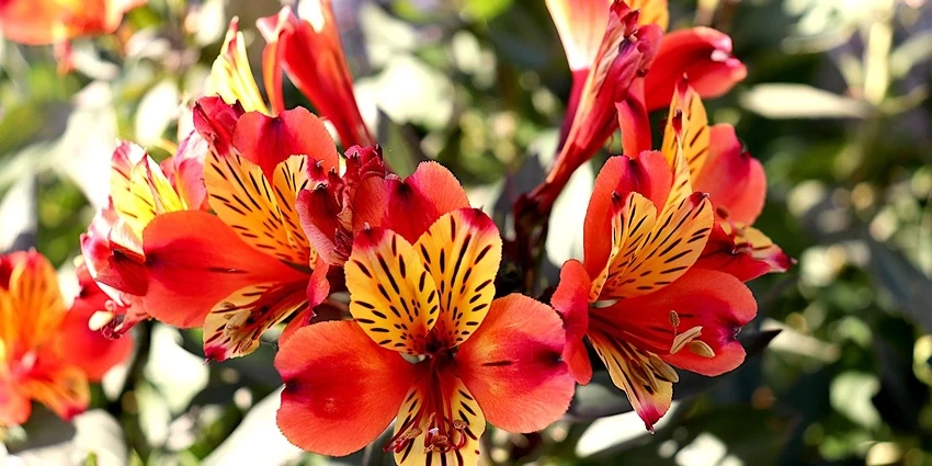 Growing Alstroemeria Flowers - A Comprehensive Guide