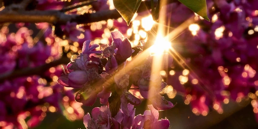 How to Grow and Nurture the Judas Tree (Cercis siliquastrum)