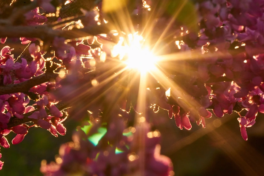 FAQs about the Judas Tree
