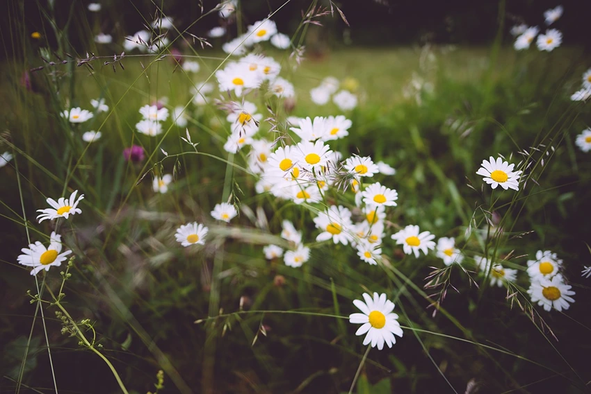 Varieties of Chamomile to Grow