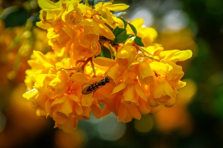 Caring for Broom Plants