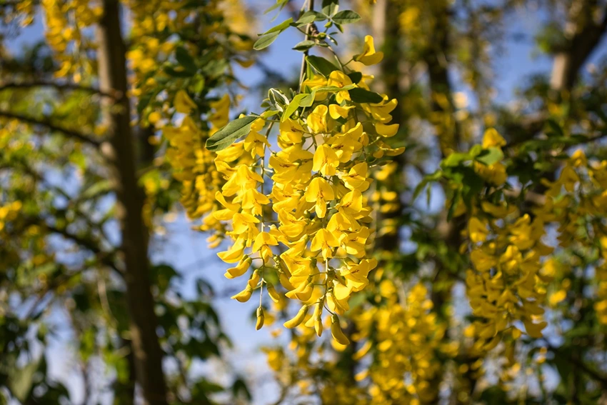 Varieties of Broom Plants to Grow