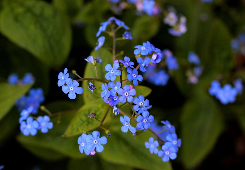 How to Propagate Brunnera