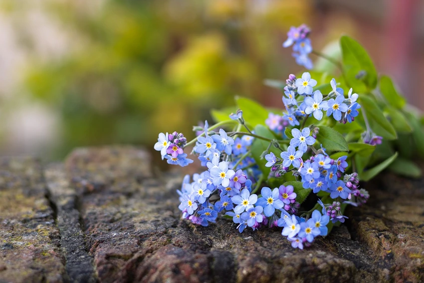 Varieties of Brunnera to Grow