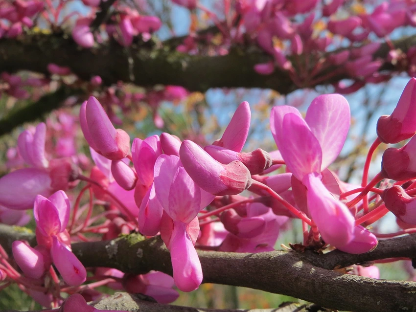 Propagation Techniques for the Judas Tree