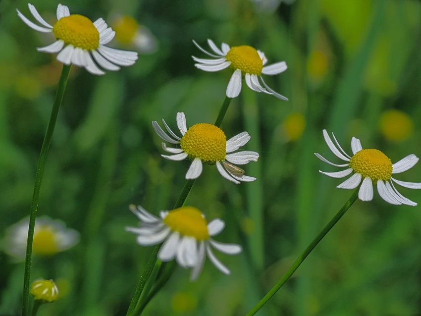 Growing Chamomile: Problem Solving