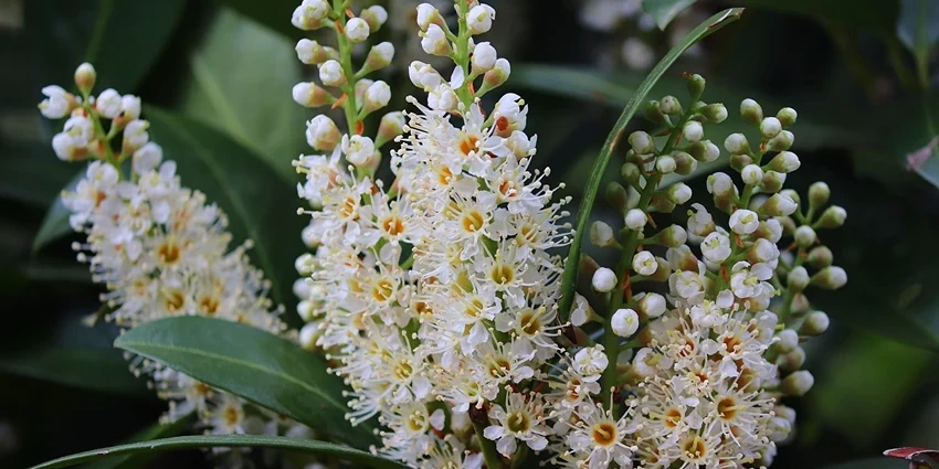 Growing Cherry Laurel: A Comprehensive Guide for Gardeners