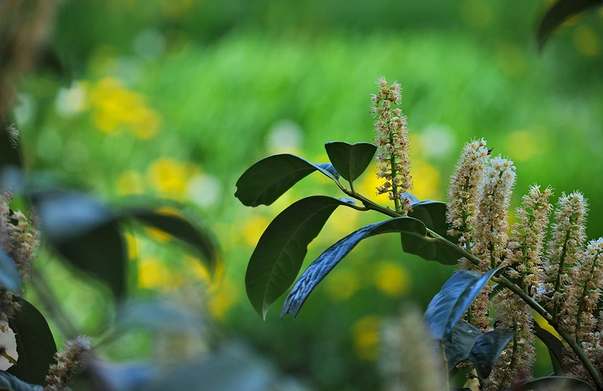 Growing Cherry Laurel: Problem Solving