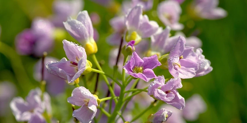 How to Grow Cuckoo Flower