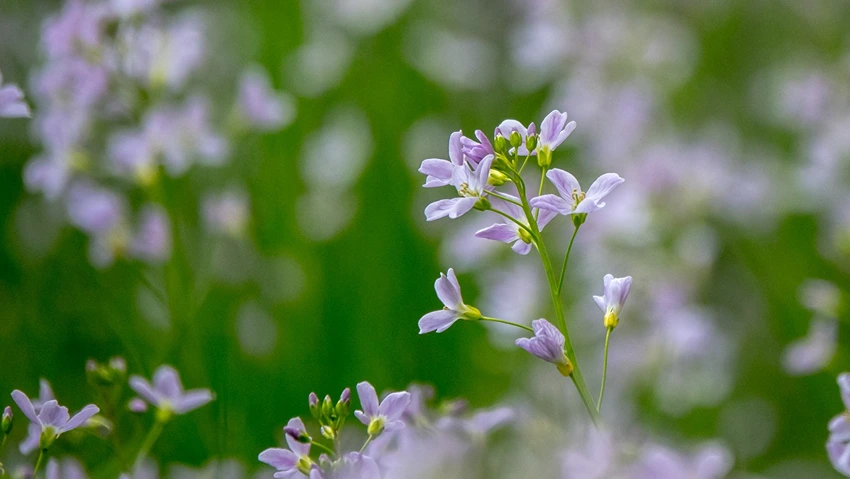 Propagating Cuckoo Flower