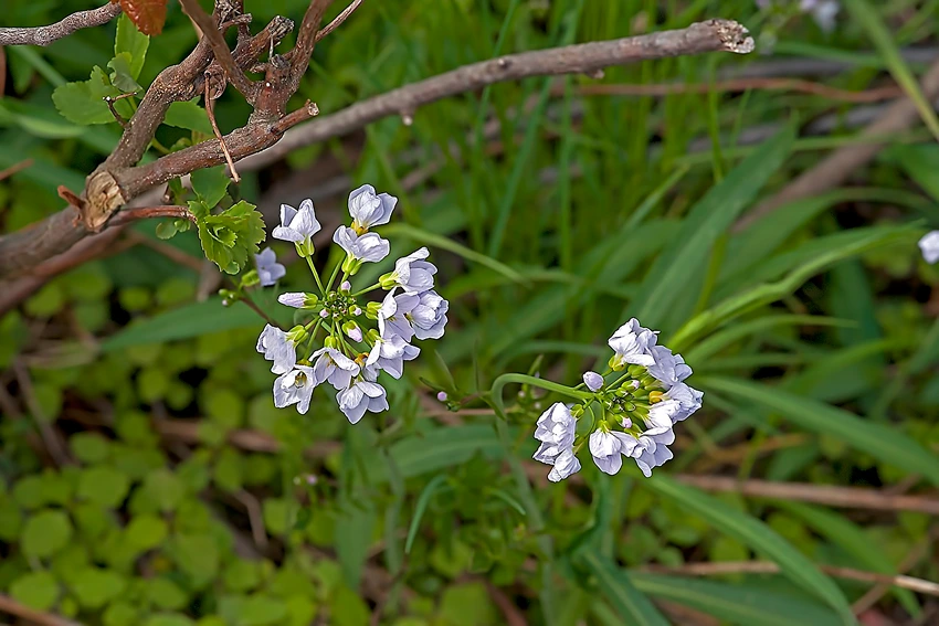 Caring for Cuckoo Flower