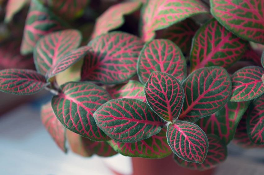 Growing Fittonia: Problem Solving
