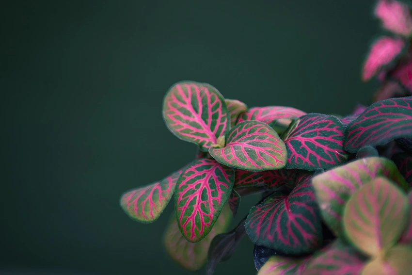 Caring for Fittonia