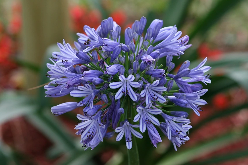 Sunlight and Watering Requirements
