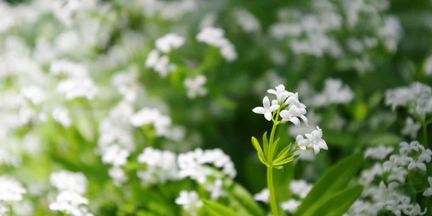 Cultivating the Charming Woodruff: A Gardener's Guide to Galium Odoratum