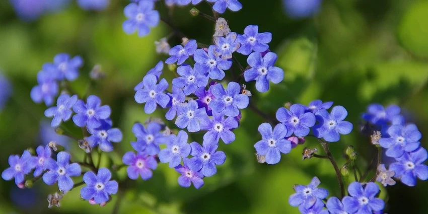 The Ultimate Guide to Growing Brunnera in British Gardens