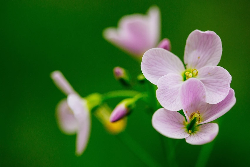 Introduction to Cuckoo Flower