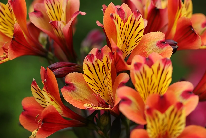Where to Grow Alstroemeria Flowers