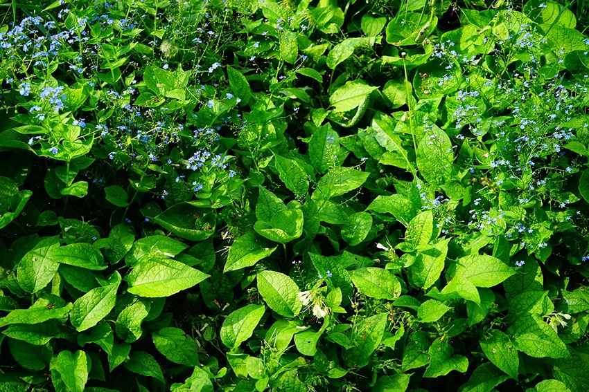 Where to Grow Brunnera