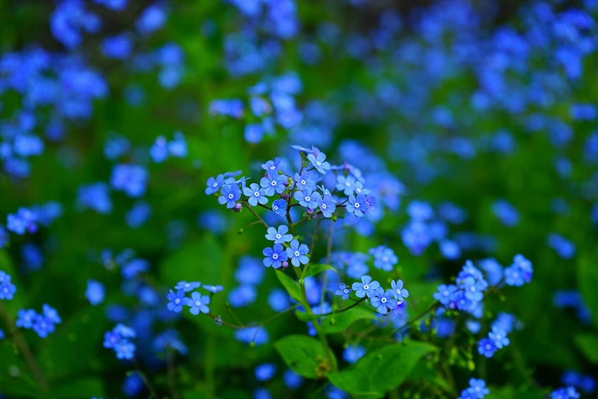 Special Considerations for British Gardens