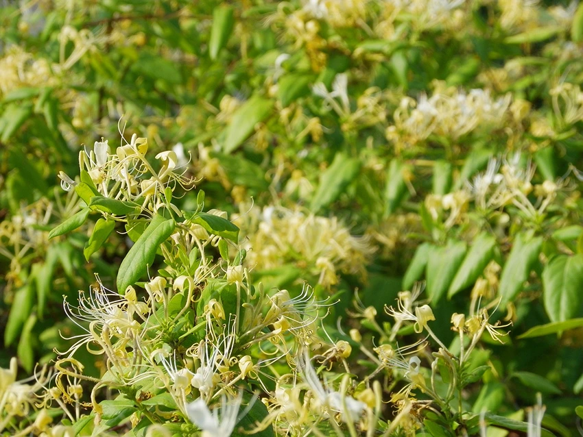 Popular Fast-Growing Climbing Plants