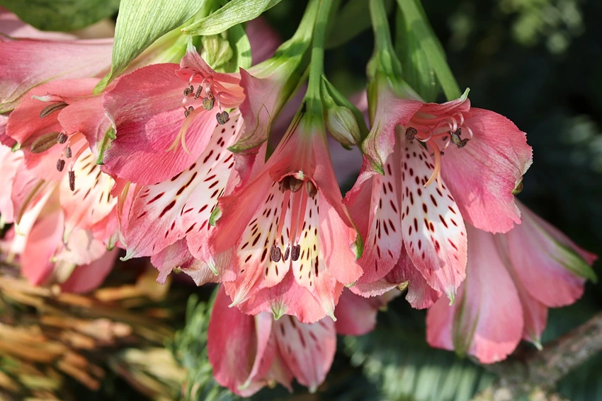 Caring for Alstroemeria Flowers