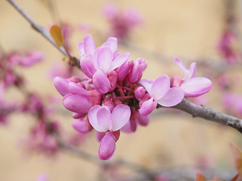 Seasonal Care for Your Judas Tree