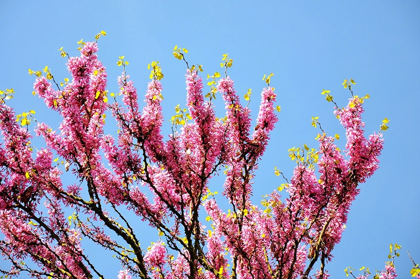 Planting Your Judas Tree: A Step-by-Step Guide