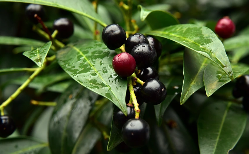 How to Grow Cherry Laurel