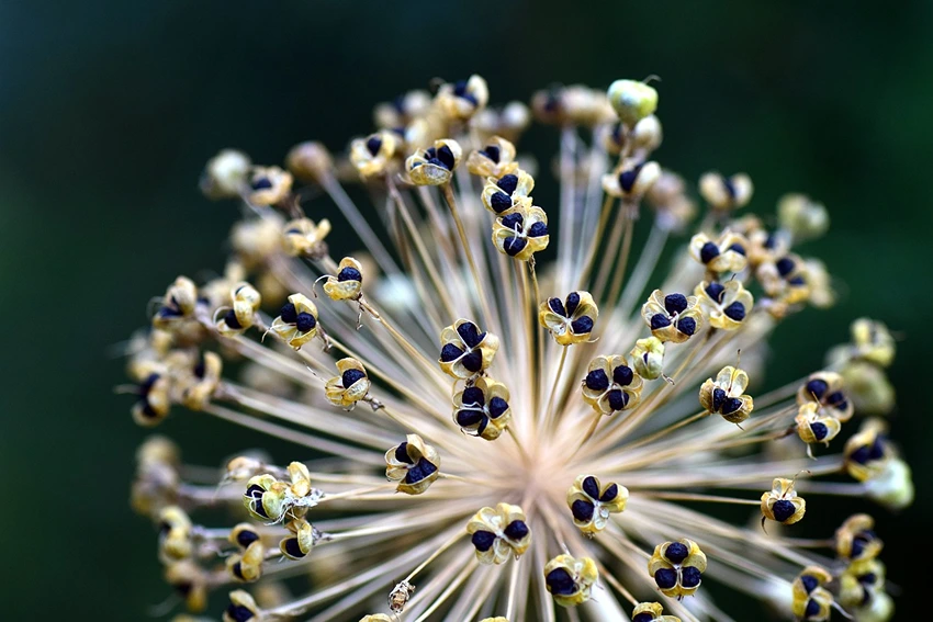 Preparing for Planting Allium Seeds